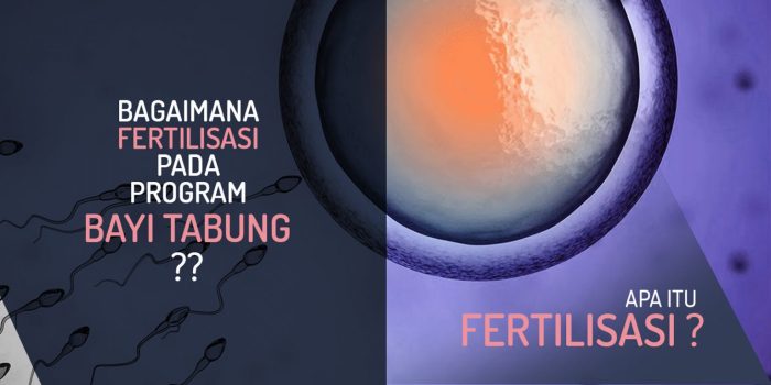 Apa itu Fertilisasi Proses Pembentukan Kehidupan