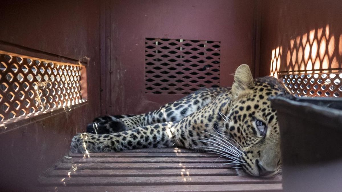 Macan Tutul Masuk Hotel Hebohkan Warga Bandung