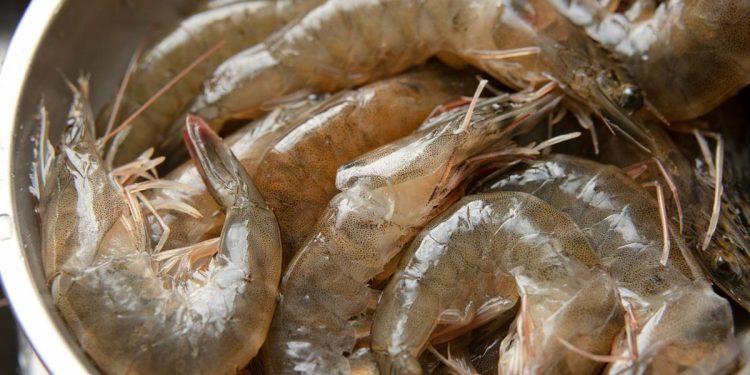 7 Cara Mengolah Udang Mentah agar Tidak Amis dan Tetap Juicy serta Empuk